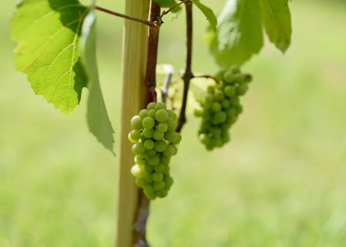 Leone De Castris Wine 3*