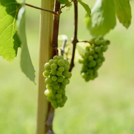 Leone De Castris Wine 3*